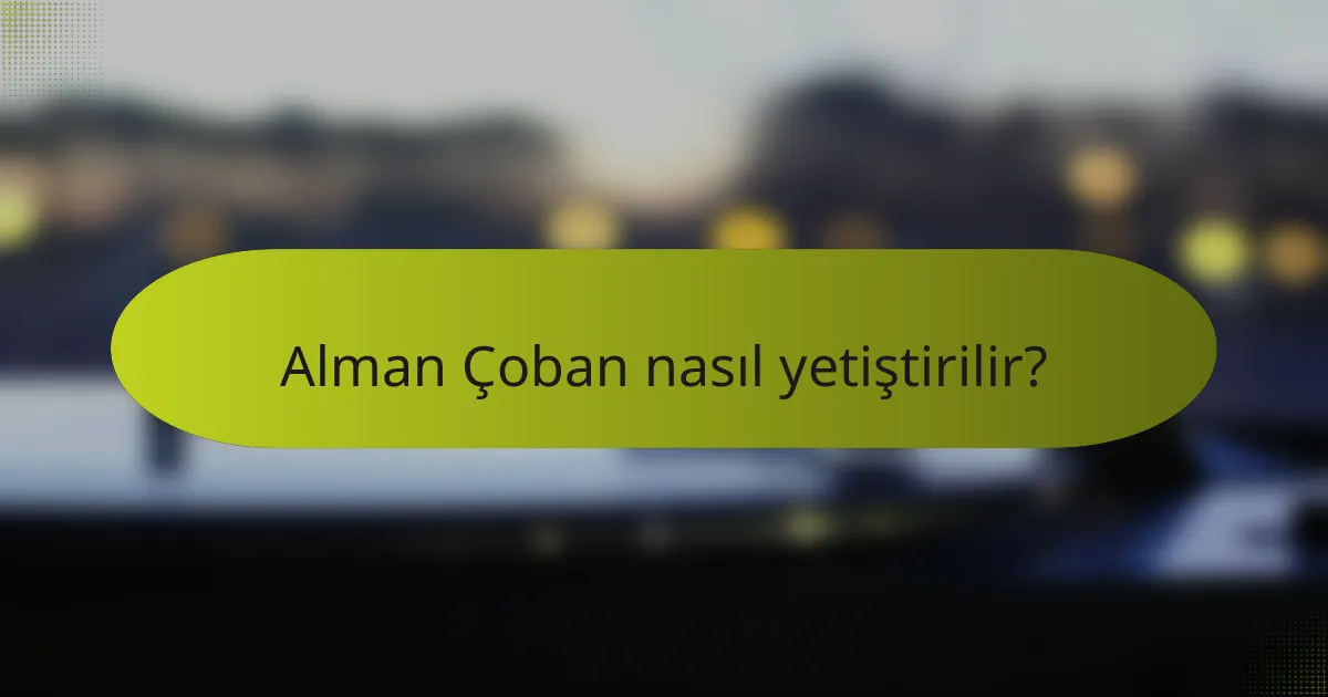 Alman Çoban nasıl yetiştirilir?