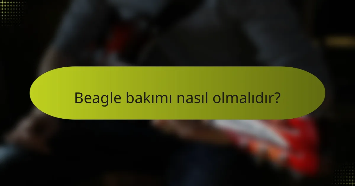 Beagle bakımı nasıl olmalıdır?
