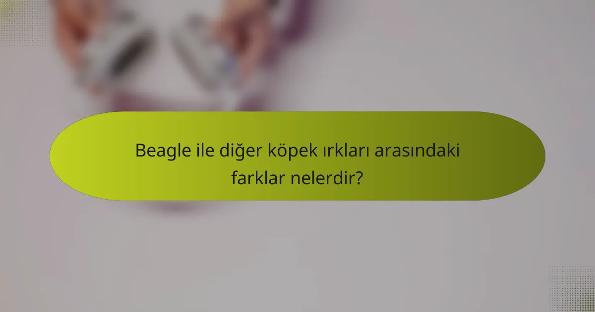 Beagle ile diğer köpek ırkları arasındaki farklar nelerdir?