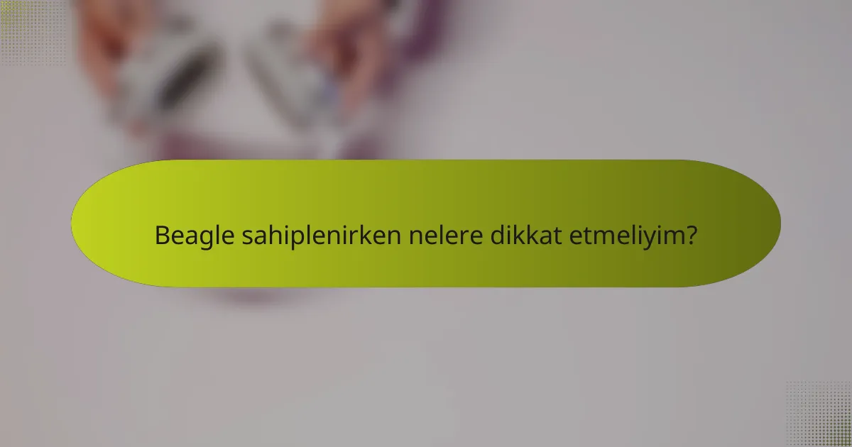Beagle sahiplenirken nelere dikkat etmeliyim?