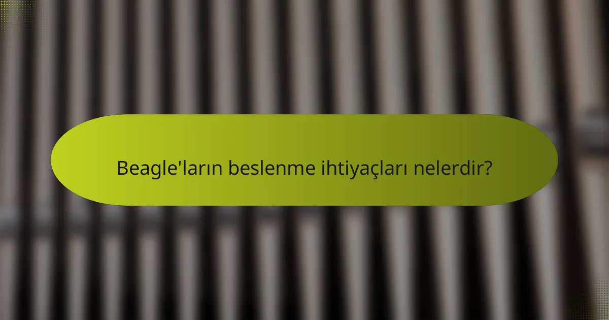 Beagle'ların beslenme ihtiyaçları nelerdir?