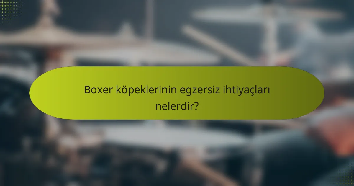Boxer köpeklerinin egzersiz ihtiyaçları nelerdir?