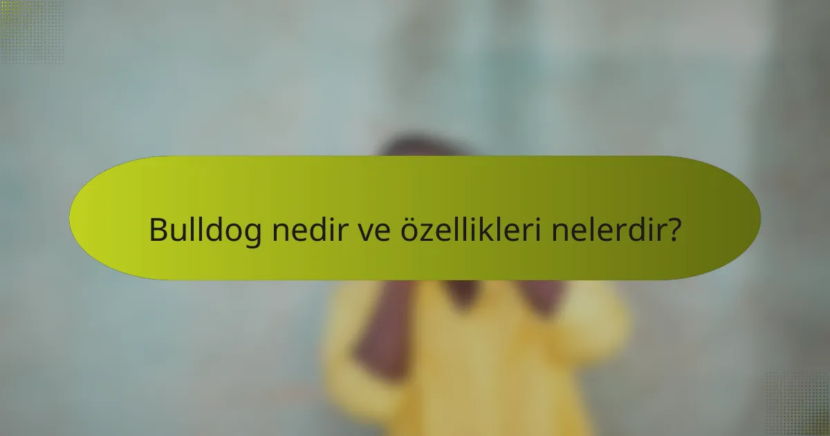 Bulldog nedir ve özellikleri nelerdir?