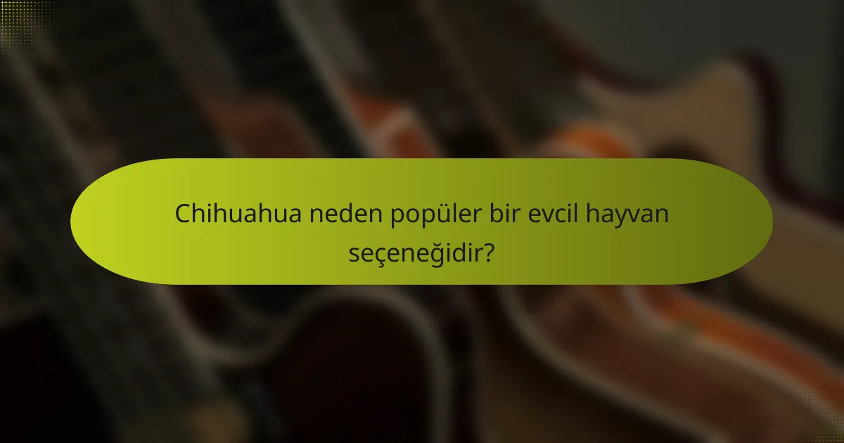 Chihuahua neden popüler bir evcil hayvan seçeneğidir?