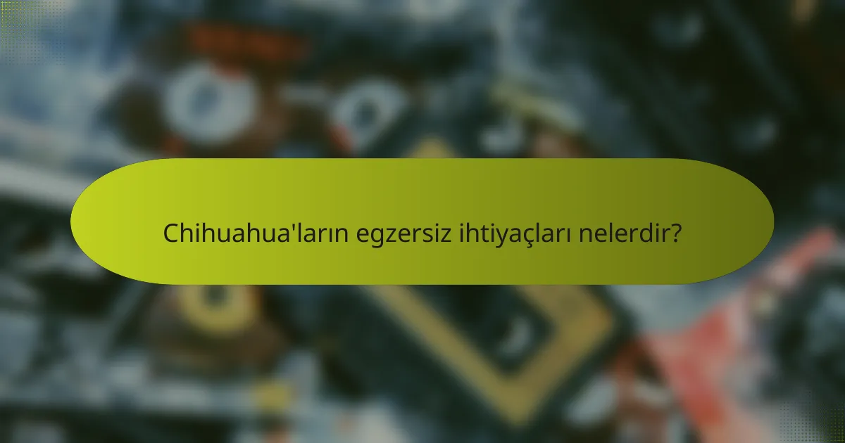 Chihuahua'ların egzersiz ihtiyaçları nelerdir?
