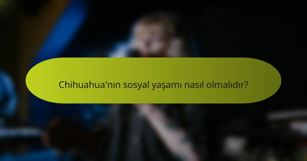 Chihuahua'nın sosyal yaşamı nasıl olmalıdır?