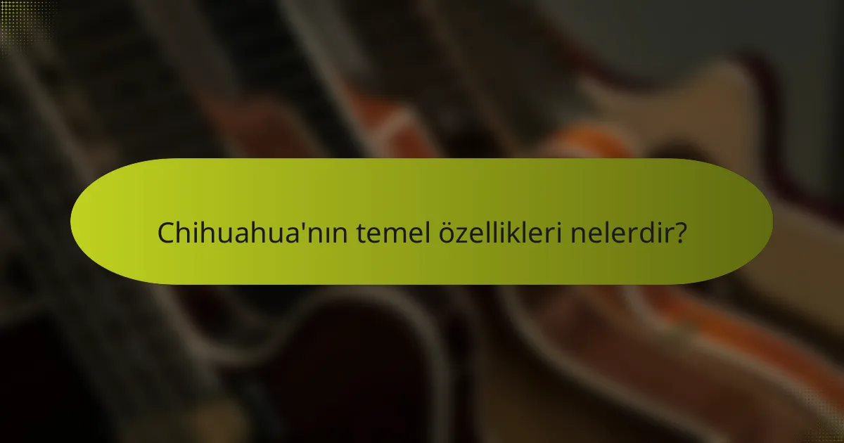 Chihuahua'nın temel özellikleri nelerdir?