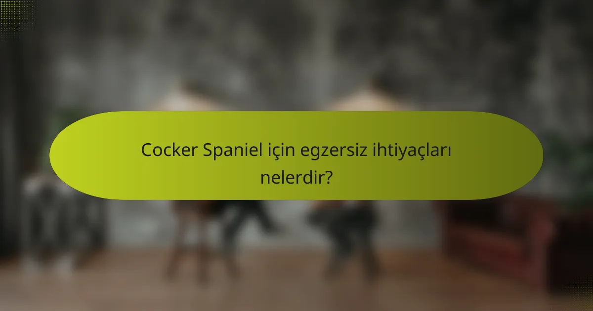 Cocker Spaniel için egzersiz ihtiyaçları nelerdir?