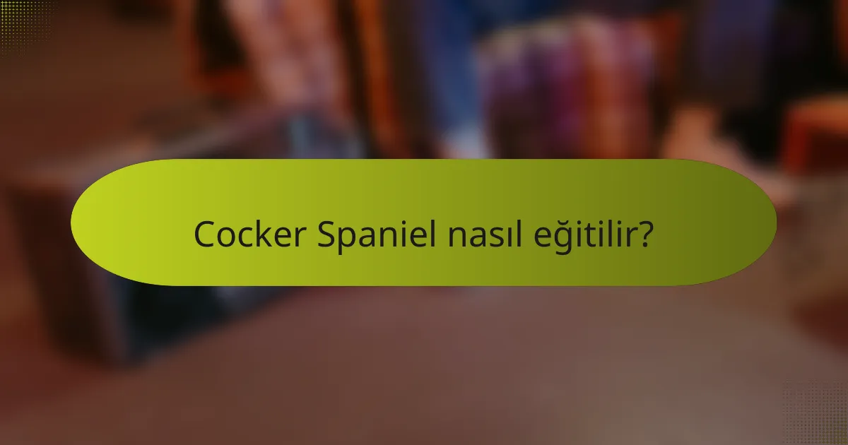 Cocker Spaniel nasıl eğitilir?