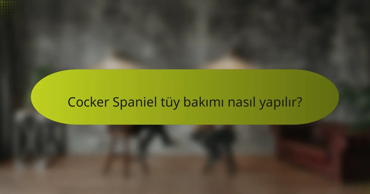 Cocker Spaniel tüy bakımı nasıl yapılır?