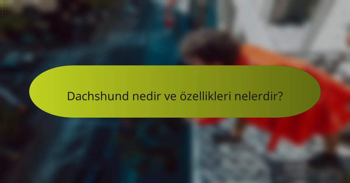 Dachshund nedir ve özellikleri nelerdir?