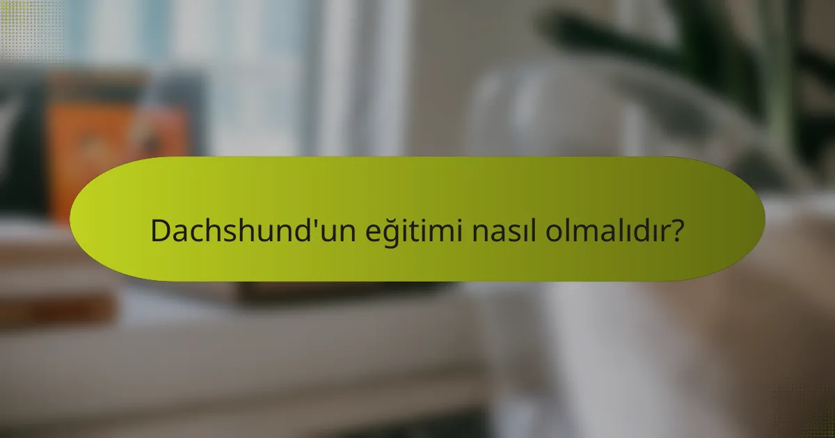 Dachshund'un eğitimi nasıl olmalıdır?