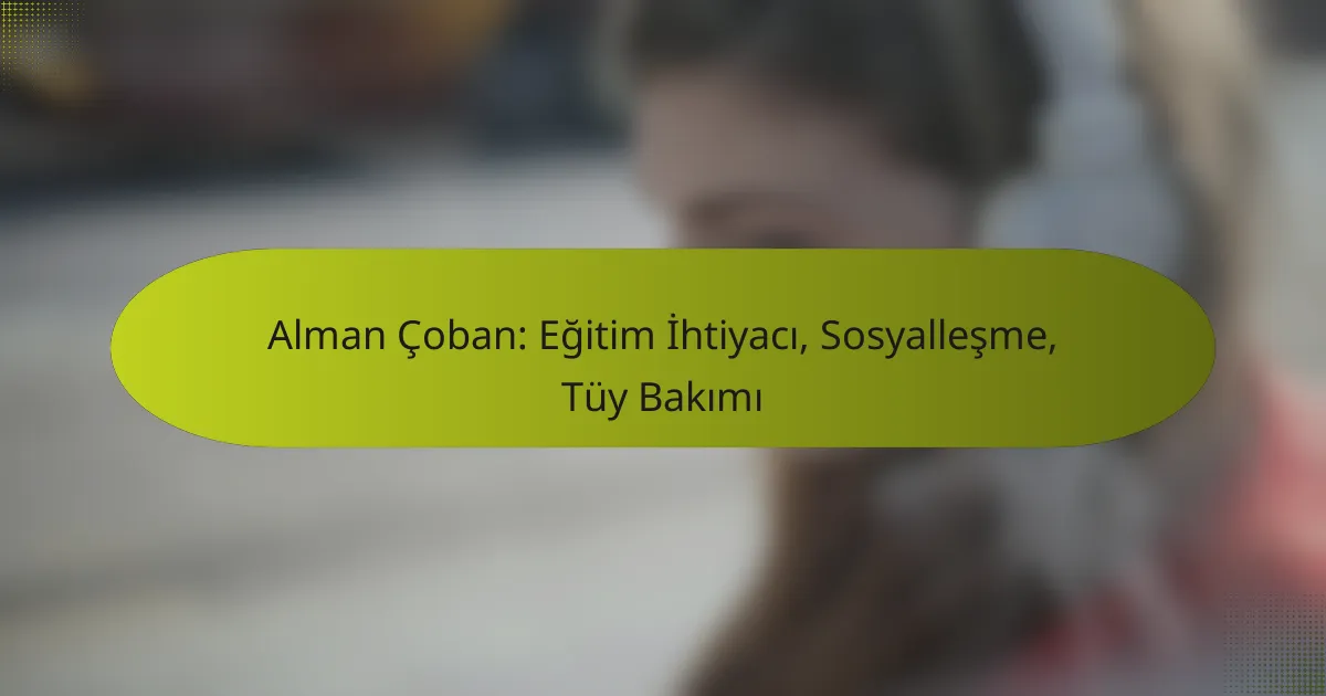 Alman Çoban: Eğitim İhtiyacı, Sosyalleşme, Tüy Bakımı