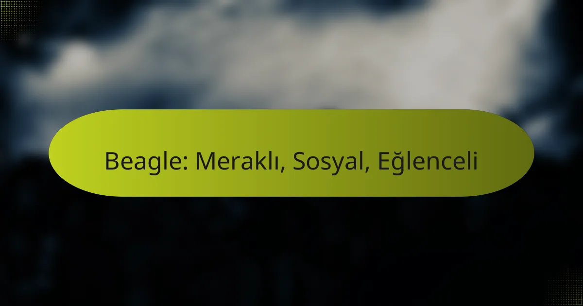 Beagle: Meraklı, Sosyal, Eğlenceli