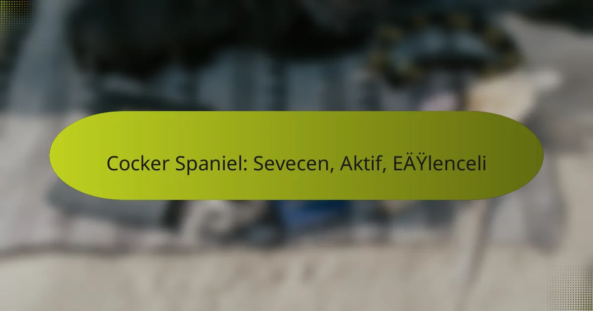 Cocker Spaniel: Sevecen, Aktif, Eğlenceli