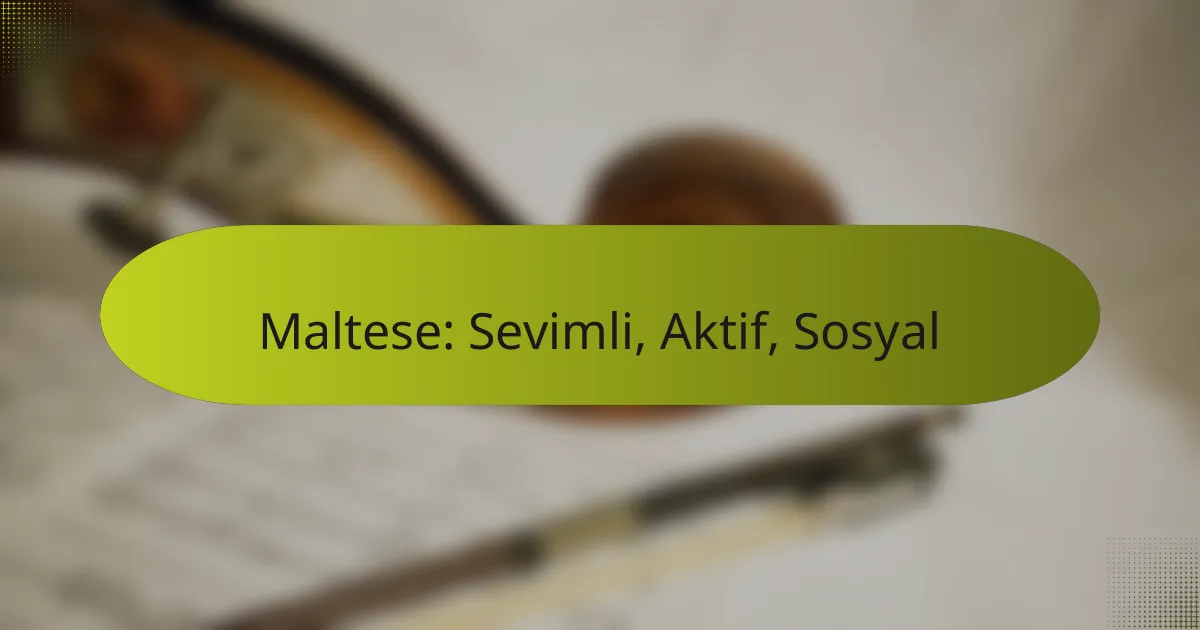 Maltese: Sevimli, Aktif, Sosyal