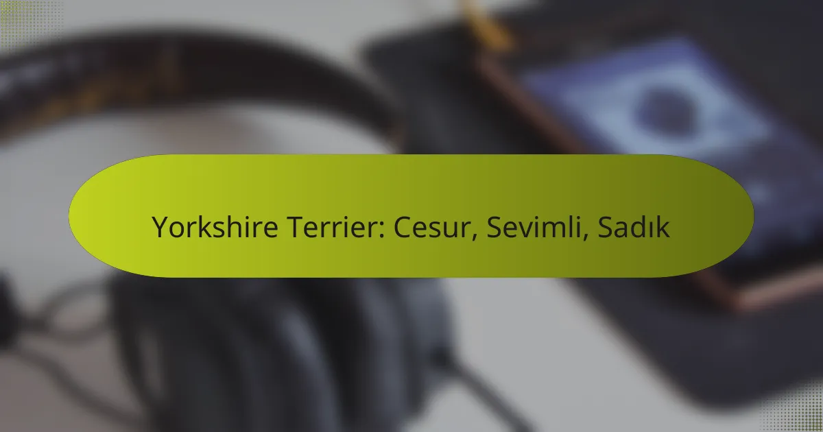 Yorkshire Terrier: Cesur, Sevimli, Sadık