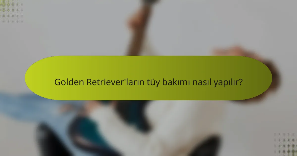 Golden Retriever'ların tüy bakımı nasıl yapılır?