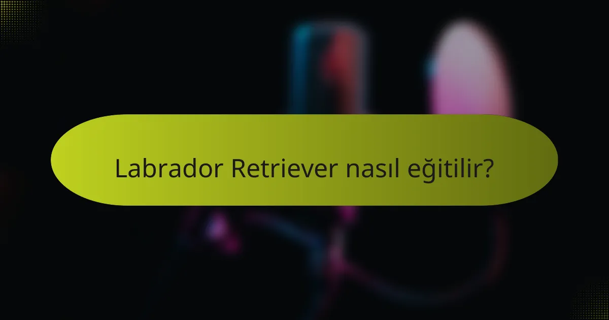 Labrador Retriever nasıl eğitilir?