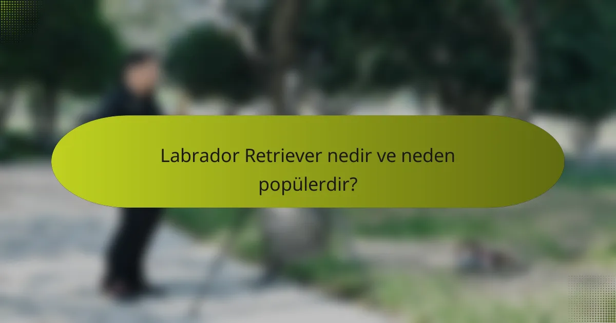Labrador Retriever nedir ve neden popülerdir?