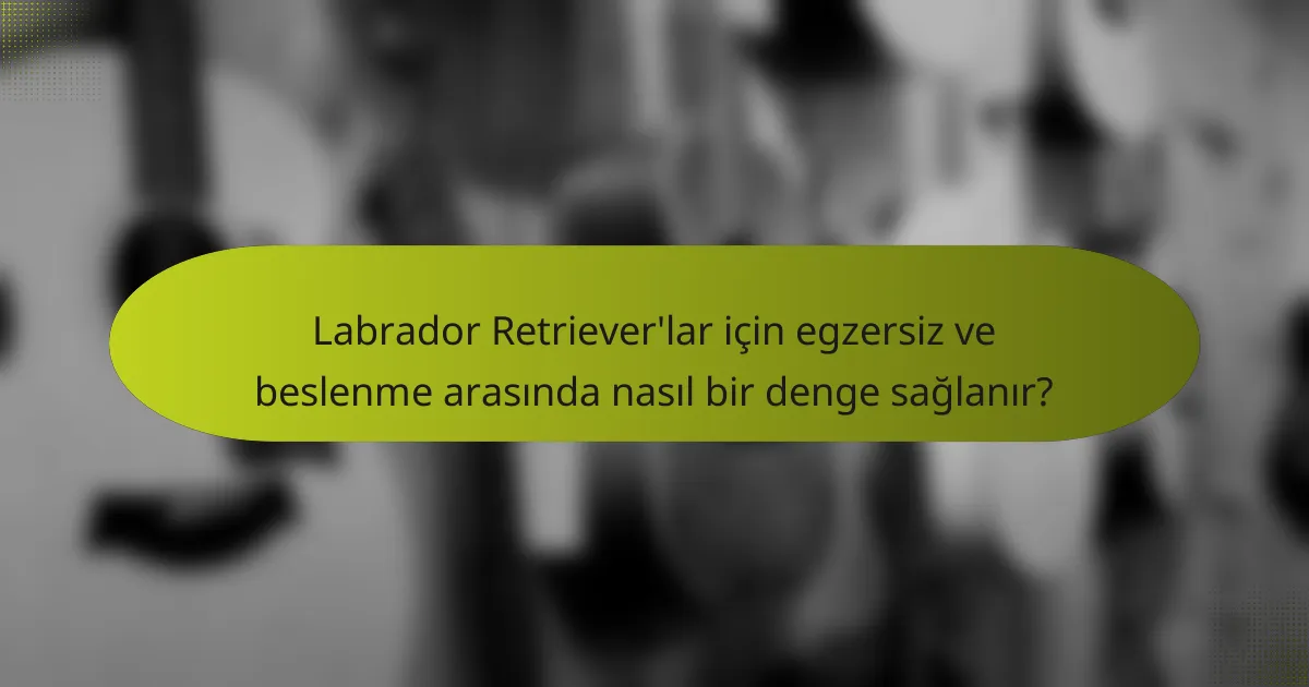 Labrador Retriever'lar için egzersiz ve beslenme arasında nasıl bir denge sağlanır?