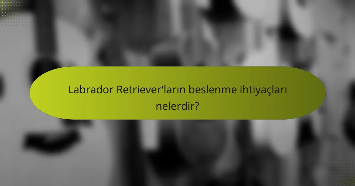Labrador Retriever'ların beslenme ihtiyaçları nelerdir?