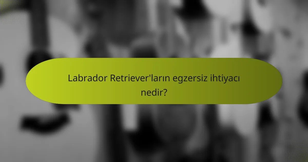 Labrador Retriever'ların egzersiz ihtiyacı nedir?