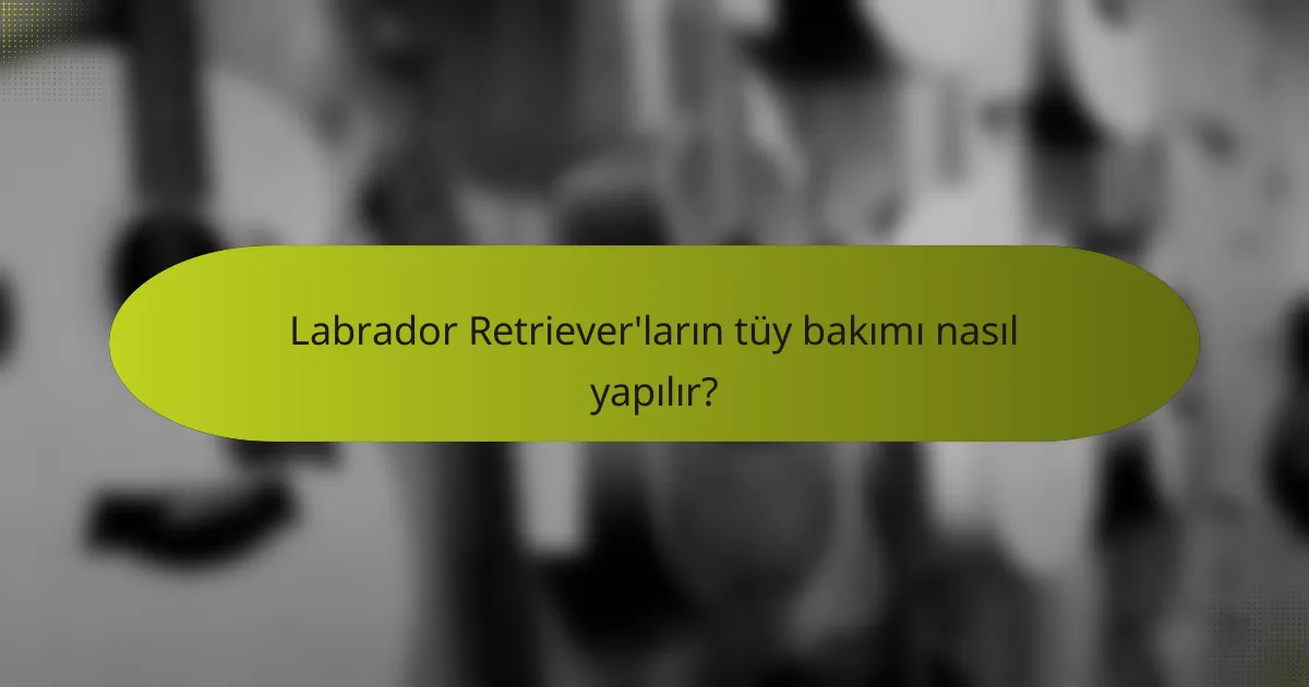 Labrador Retriever'ların tüy bakımı nasıl yapılır?