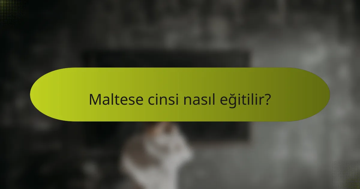 Maltese cinsi nasıl eğitilir?