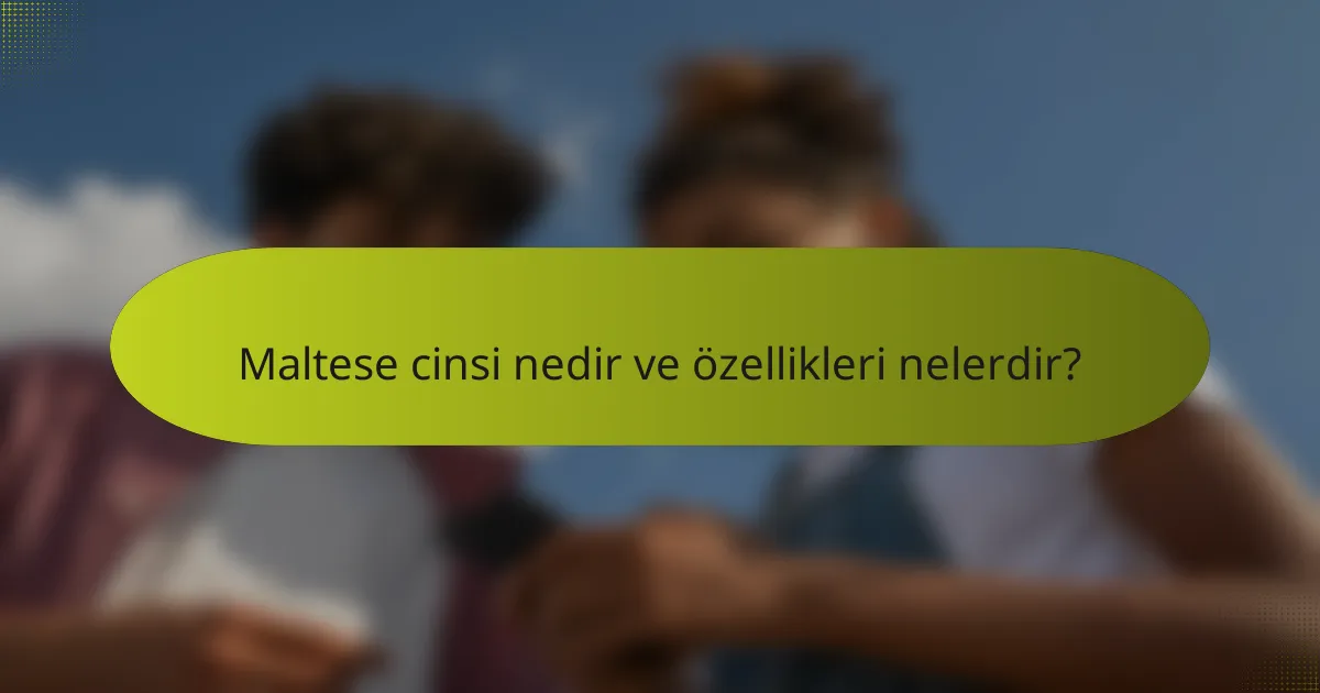 Maltese cinsi nedir ve özellikleri nelerdir?