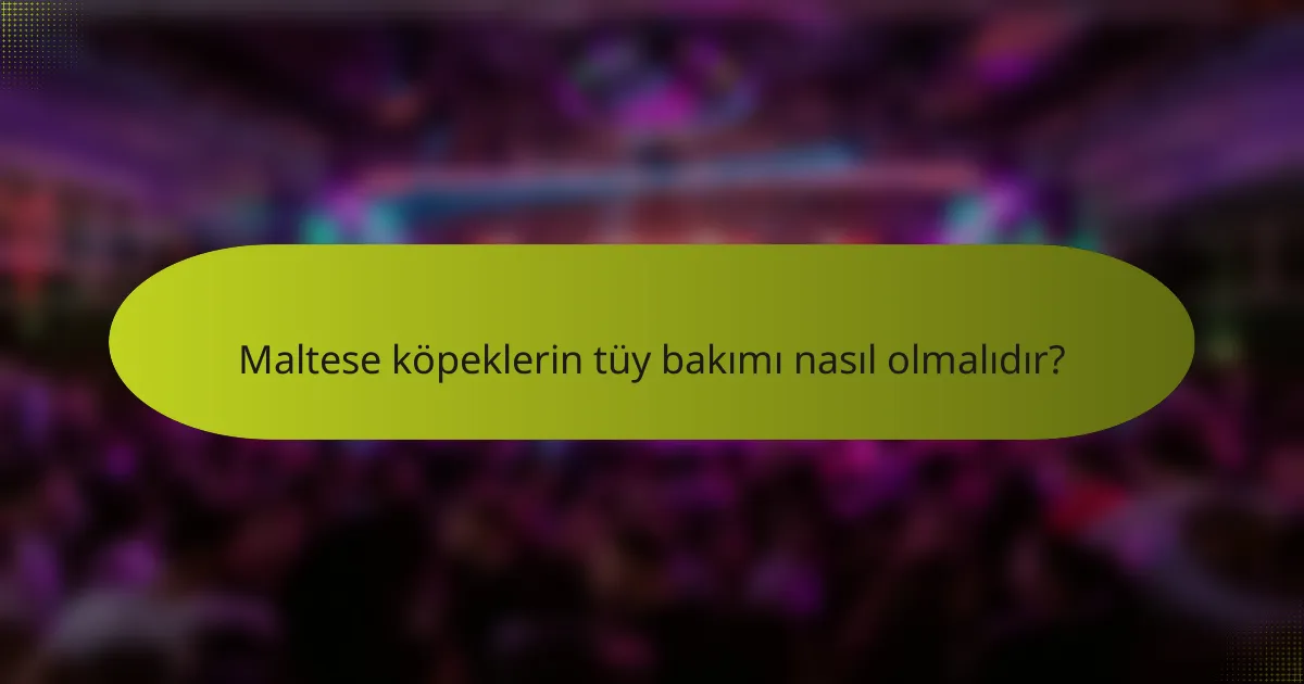 Maltese köpeklerin tüy bakımı nasıl olmalıdır?