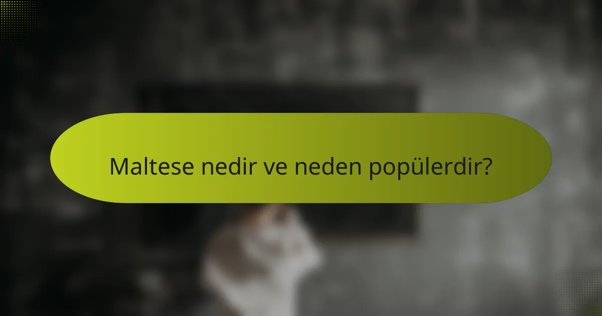 Maltese nedir ve neden popülerdir?