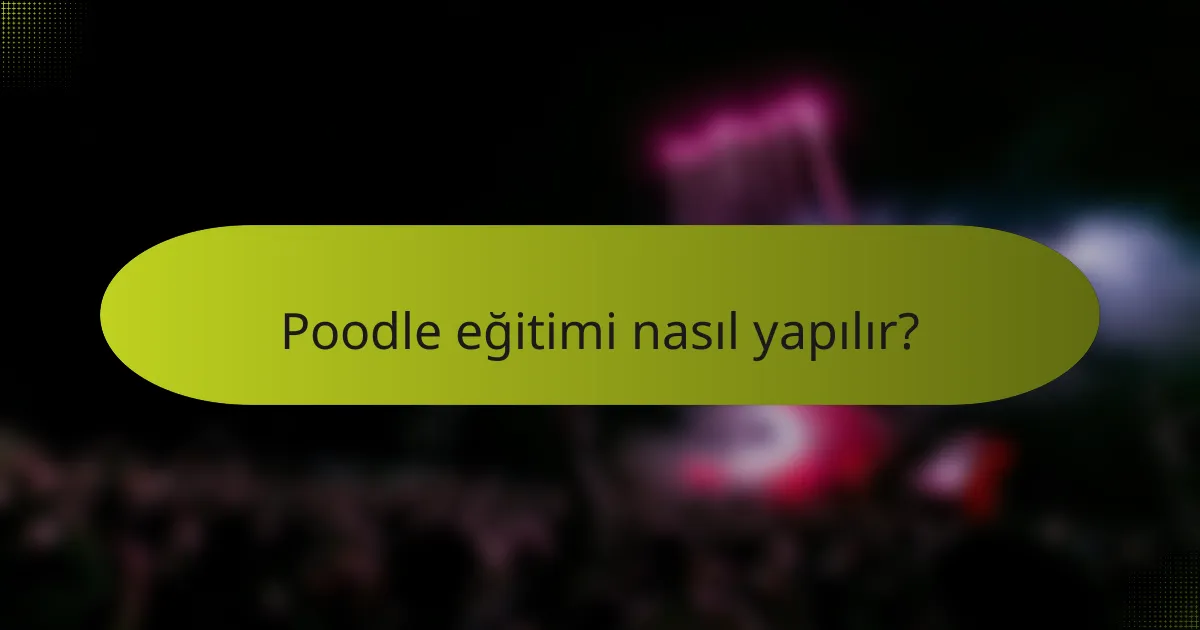 Poodle eğitimi nasıl yapılır?