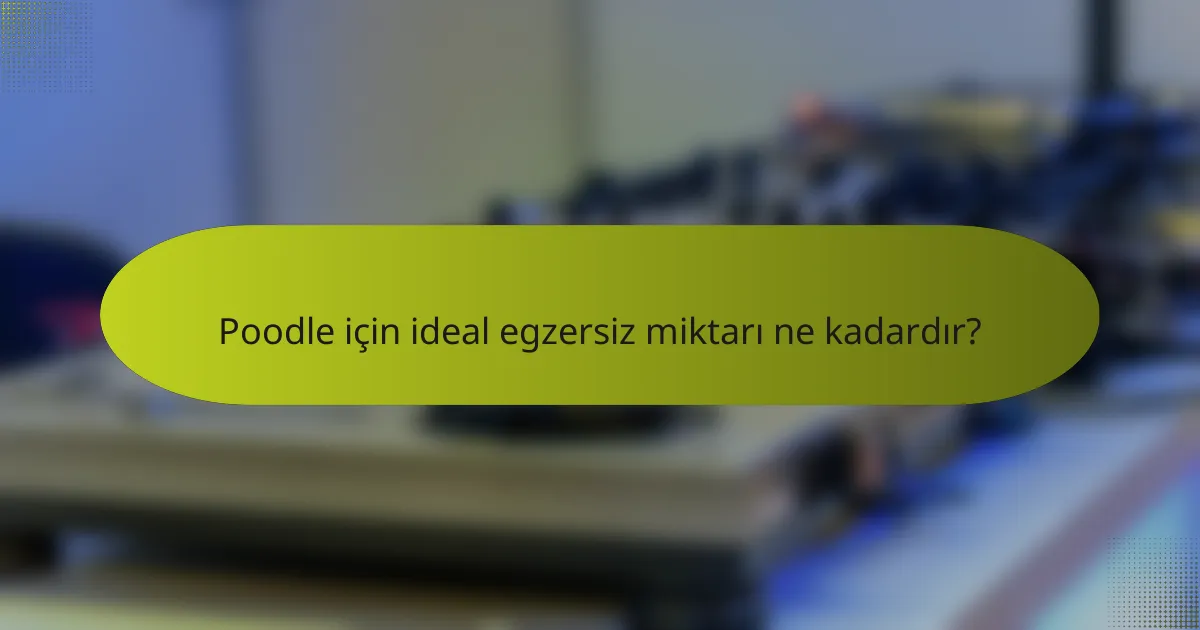 Poodle için ideal egzersiz miktarı ne kadardır?