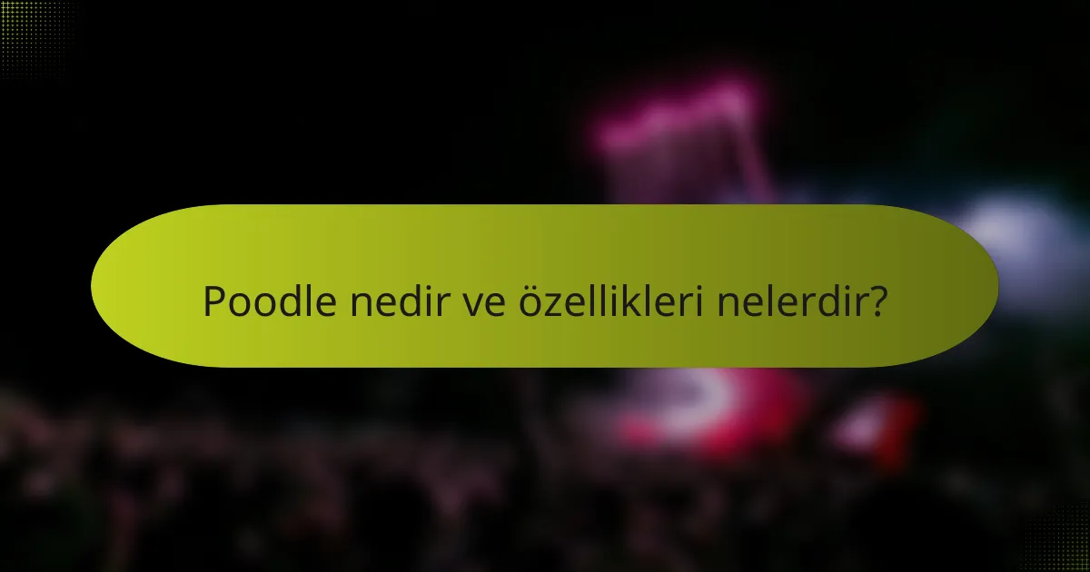 Poodle nedir ve özellikleri nelerdir?