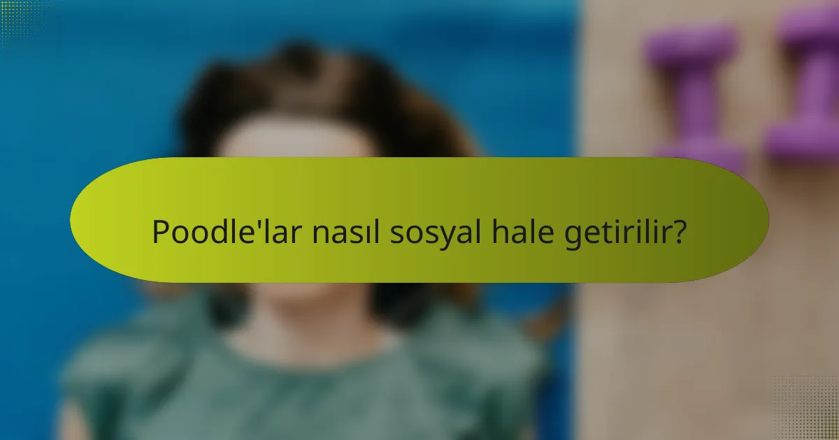 Poodle'lar nasıl sosyal hale getirilir?