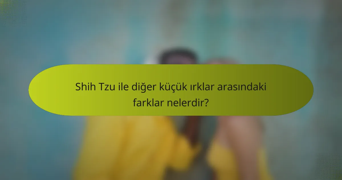 Shih Tzu ile diğer küçük ırklar arasındaki farklar nelerdir?