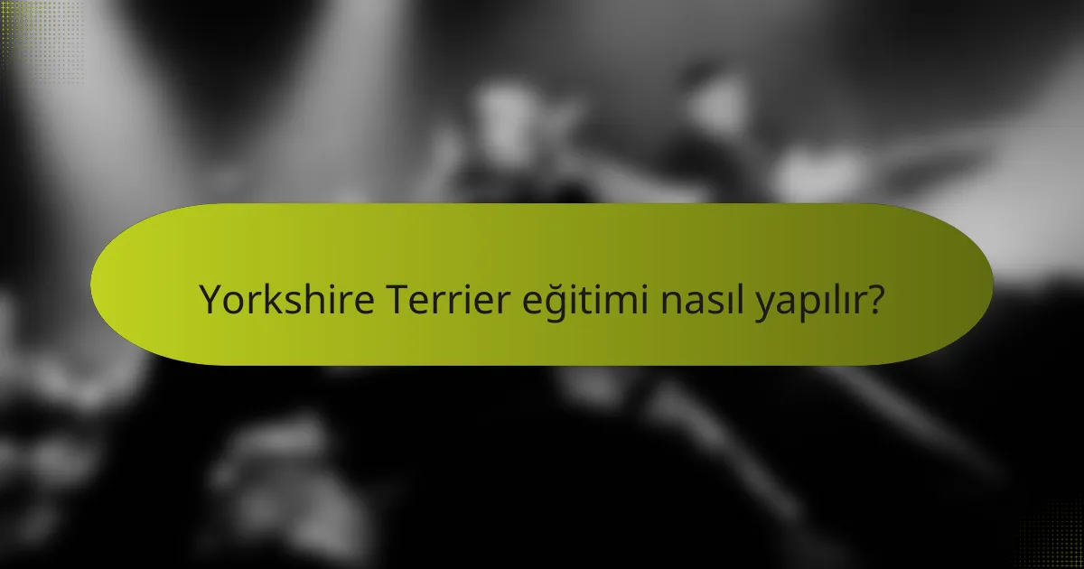 Yorkshire Terrier eğitimi nasıl yapılır?