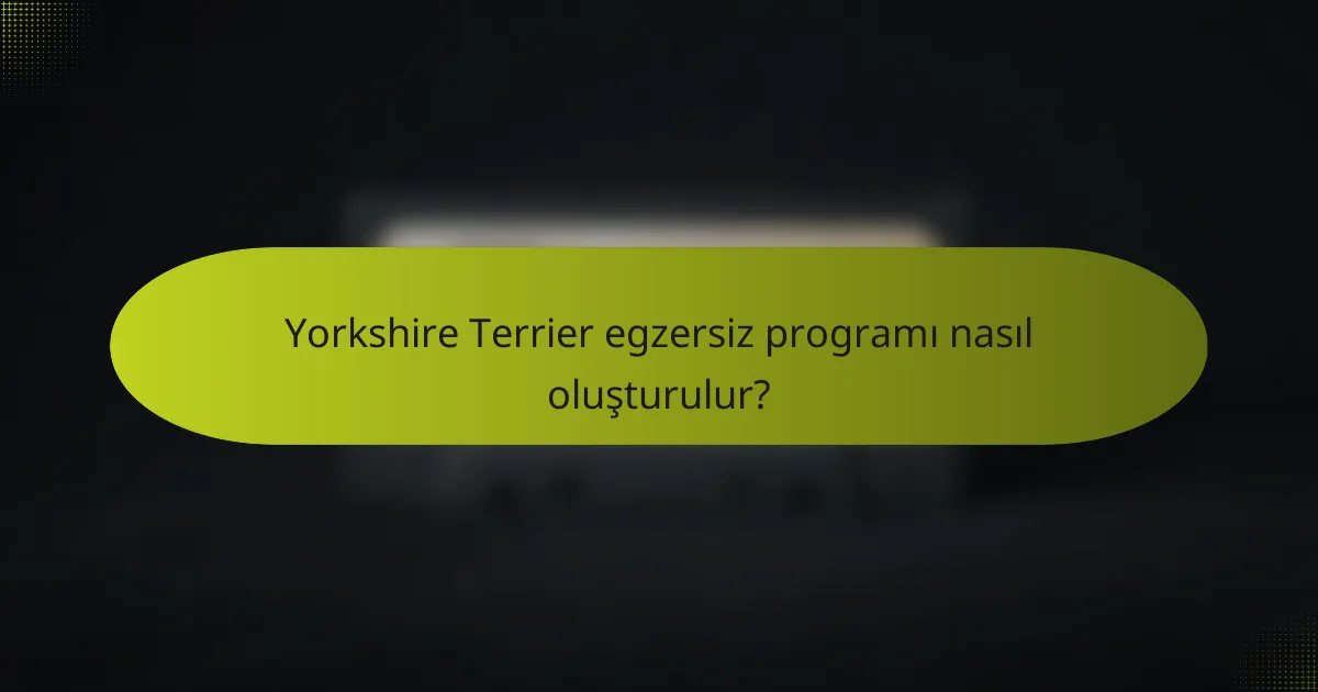 Yorkshire Terrier egzersiz programı nasıl oluşturulur?