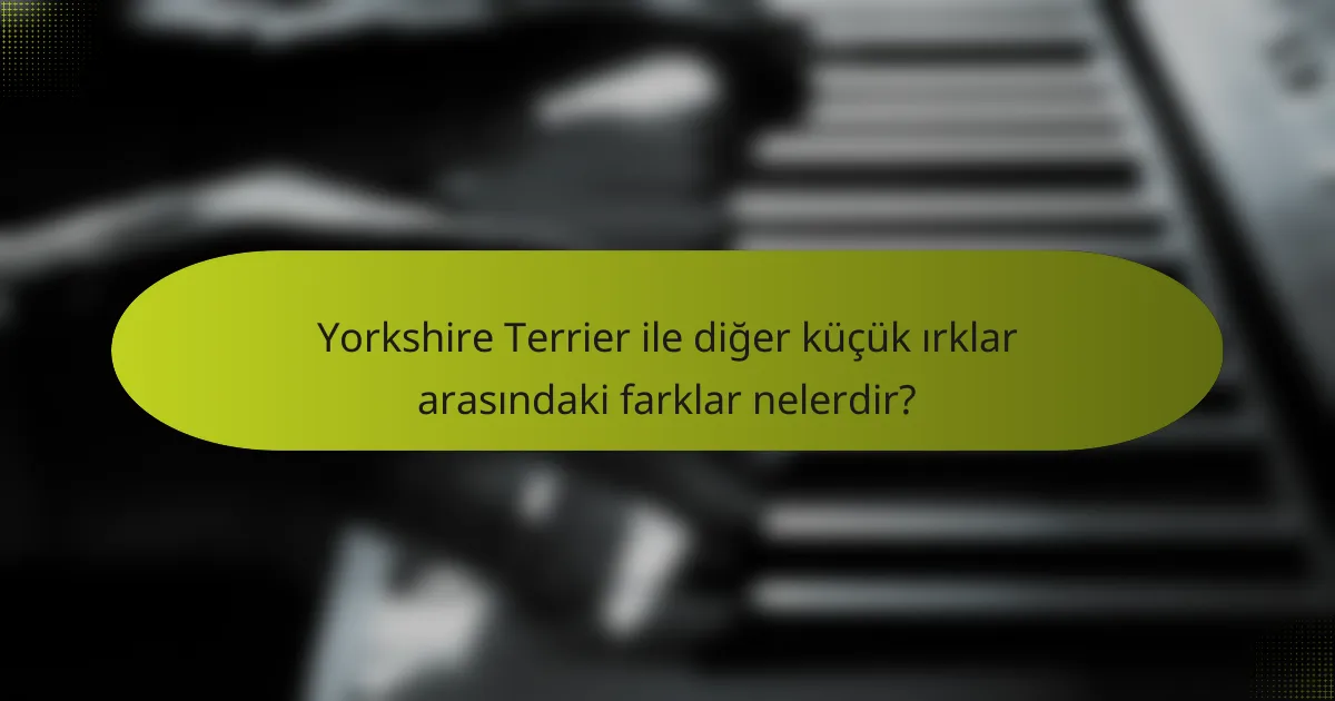 Yorkshire Terrier ile diğer küçük ırklar arasındaki farklar nelerdir?