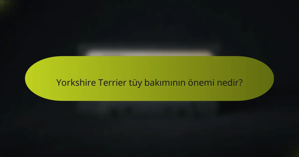Yorkshire Terrier tüy bakımının önemi nedir?